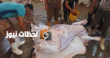 استعد لعيد الأضحى: تعرف على مواقع المجازر الحكومية لذبح الأضاحي في الإسكندرية