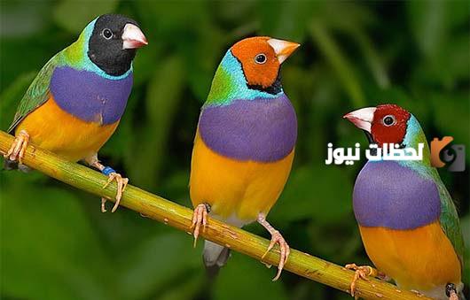 اسماء عصافير الحب مميزة