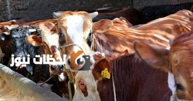 الأورمان تطلق حملة للتوعية بصكوك الأضحية بالتقسيط بالتعاون مع التحالف الوطني