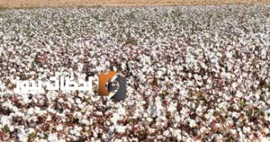 التوسع في زراعة القطن قصير التيلة بشرق العوينات يوفر 2 مليار دولار سنويًا