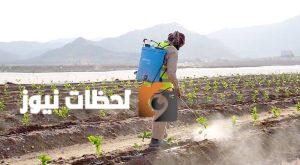 الزراعة في الباحة: 540 ألف شجرة بُن تنهض بمدينة تنموية جديدة