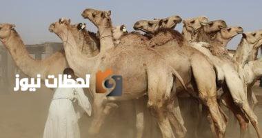 انتعاش سوق الجمال في دراو بأسوان قبيل عيد الأضحى
