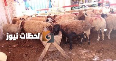 بداية إنشاء شوادر وزارة التموين لطرح الخراف الحية للأضاحي في 20 مايو
