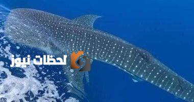 جنوب سيناء توضح تفاصيل ظهور القرش الحوتي في دهب: