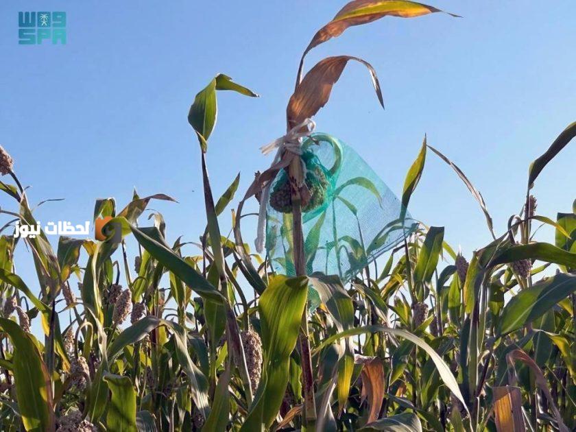 رفع كفاءة إنتاج الأعلاف الزراعية