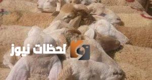 شروط الأضحية ومعايير السلامة البيطرية لعيد الأضحى 2025