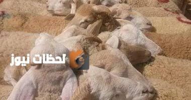 شروط الأضحية ومعايير السلامة البيطرية لعيد الأضحى 2025