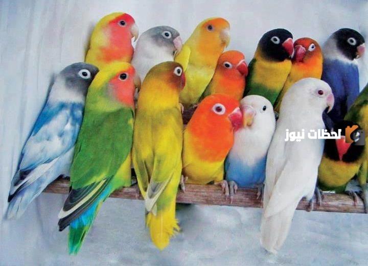 عصافير زينه