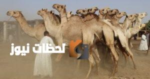 كيف تشتري أضحية من الجمال؟ نصائح من تجار دراو بأسوان