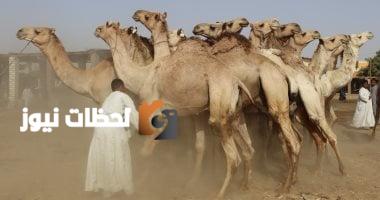 كيف تشتري أضحية من الجمال؟ نصائح من تجار دراو بأسوان