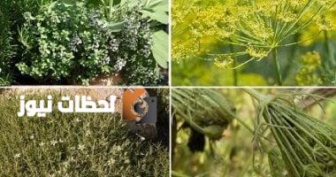 ما الفرق بين النباتات الطبية والنباتات العطرية؟