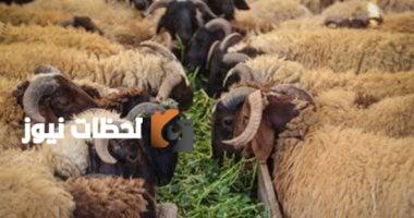 وزارة التموين تبدأ في تجهيز شوادر لبيع الخراف الحية للأضاحي ابتداءً من 20 مايو