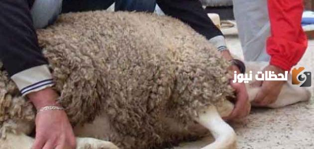 دعاء ذبح الأضحية