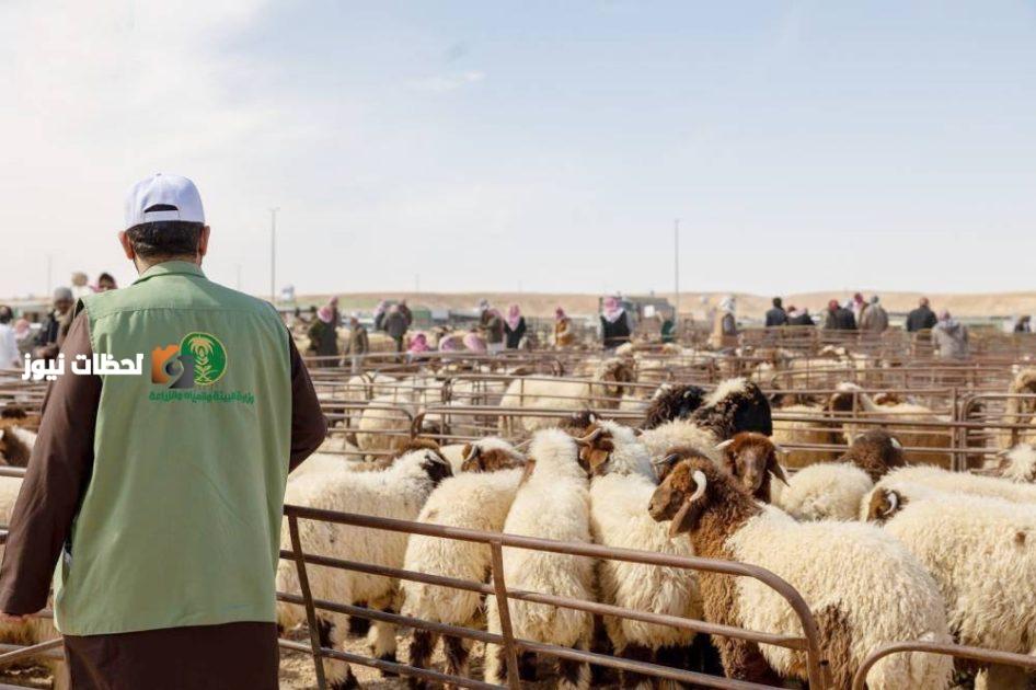 أسرار بيع المواشي بالوزن تنكشف في «عكاظ»