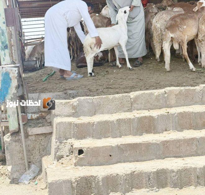 أسواق النفع بلا موازين قبل التطبيق بأسبوع، بحسب «عكاظ»