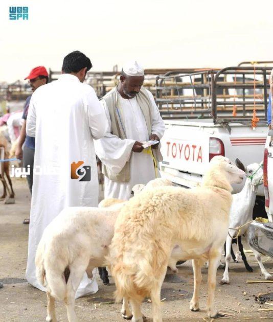 أضحية بالتقسيط