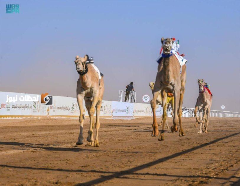 أكثر من 2.2 مليون ناقة تجسد التراث الوطني السعودي وتساهم في تعزيز الأمن الغذائي