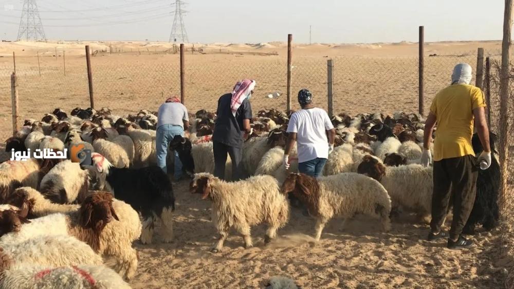 إعادة صياغة العنوان: "تقييم وزن الماشية والفحص البيطري بمعدل 10"