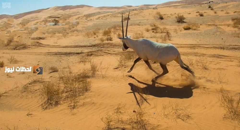 تسجيل محمية عروق بني معارض ضمن القائمة الخضراء للاتحاد الدولي لحماية الطبيعة