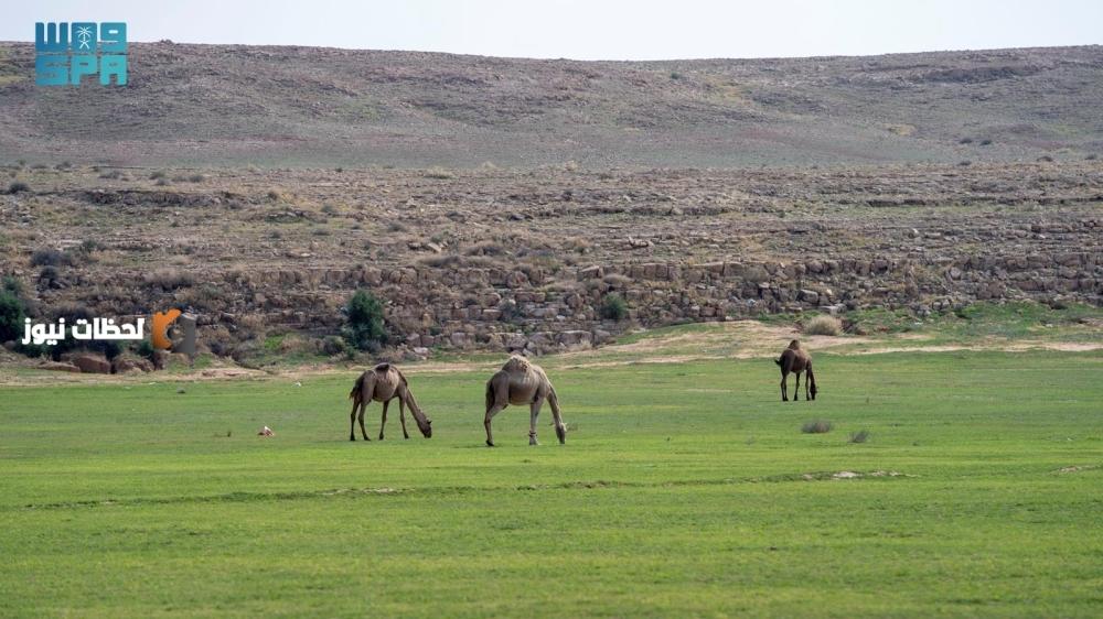 تصاريح لرعي الأغنام في الفيضانات والمتنزهات