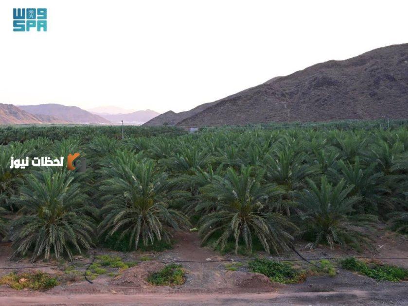تعزيز الغطاء النباتي في المدينة