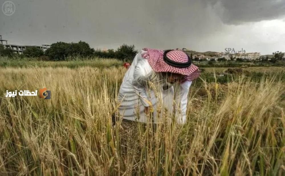 حصاد ثلاثة أنواع محسنة من القمح المحلي