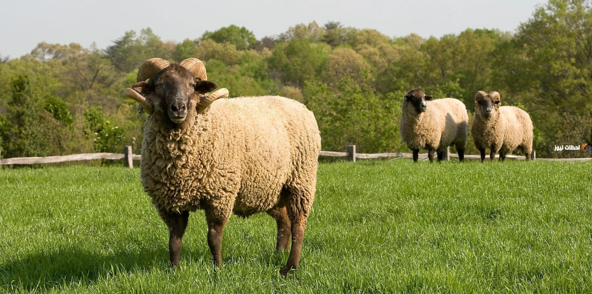 شروط الأضحية