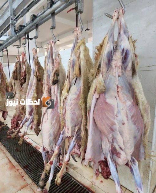 ضبط 663 ذبيحة مهربة خلال موسم أضاحي الحج
