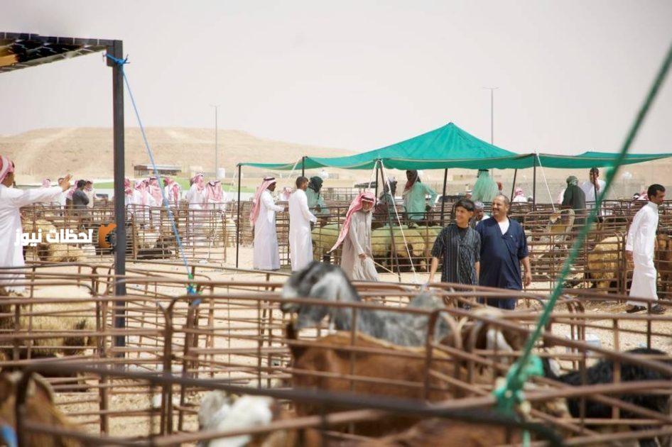 سوق الأنعام بعرعر. (واس) (3)
