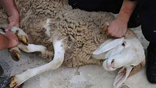 ماذا يقال عند ذبح الأضحية
