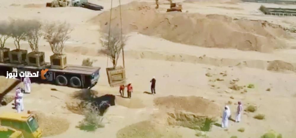 نقل 5 أشجار معمرة إلى أراضٍ نباتية في مشروع تجاري