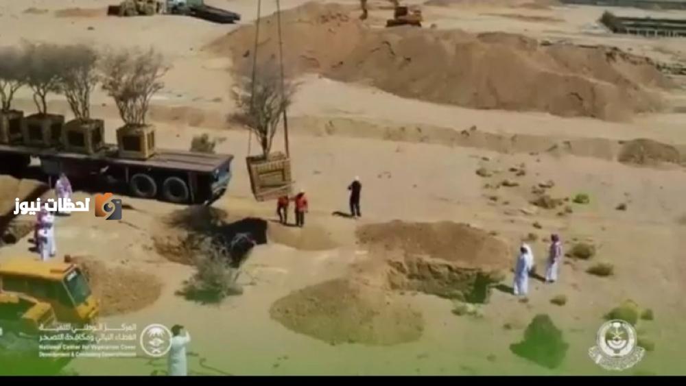 نقل أشجار معمرة من مشروع تجاري في المدينة