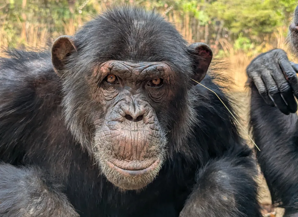 شمبانزي يتزين بأعشاب الموضة تقليد غريب بين القردة في زامبيا