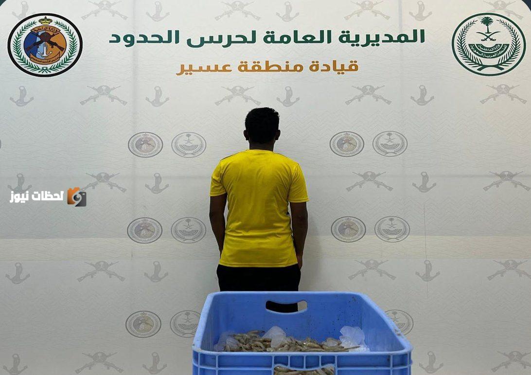 ضبط مخالف لصيد الاسماك دون تصريح في سواحل عسير
