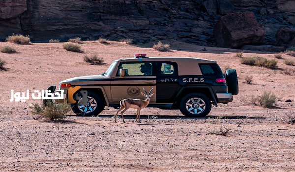 ضبط مواطن بسبب مخالفة رعي في محمية الملك عبدالعزيز في السعودية