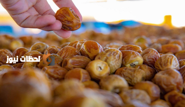 موسم جني بواكير التمور يبدأ في منطقة القصيم هذا العام