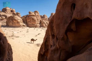 أول تقرير استدامة للهيئة الملكية في العلا