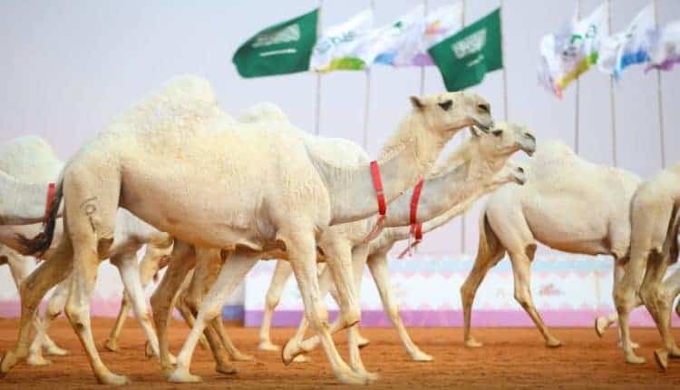 جمعية فزعة الشمال تشارك في مزاد الإبل بحائل