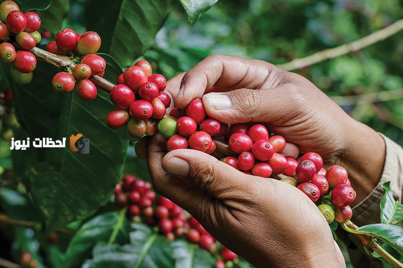 البُن السعودي