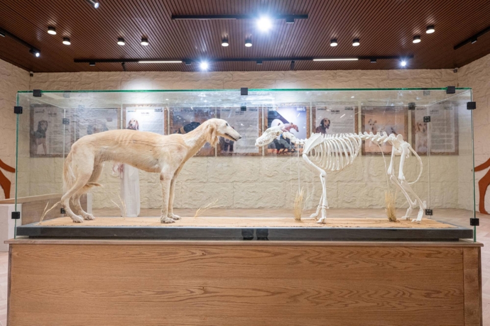 معرض الصقور والصيد 2025 يستحدث متحفًا للتعريف بالكلب السلوقي العربي