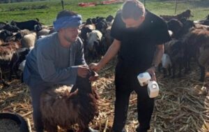 المنيا تحصن 45 ألف رأس ماشية في أيام.. حملة قومية لحماية الثروة الحيوانية من «القلاعية والوادي المتصدع» المنيا تحصن 45 ألف رأس ماشية في أيام.. حملة قومية لحماية الثروة الحيوانية من «القلاعية والوادي المتصدع»