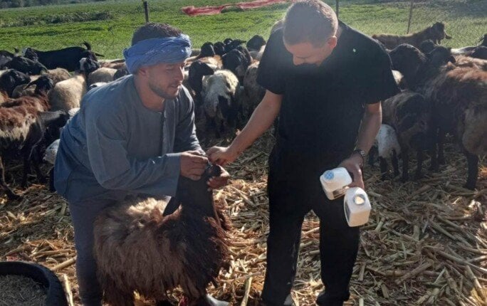 المنيا تشهد حملة قوية لتحصين 45 ألف رأس ماشية ضد المنيا تحصن 45 ألف رأس ماشية في أيام.. حملة قومية لحماية الثروة الحيوانية من «القلاعية والوادي المتصدع»