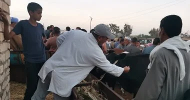 بدء حملة تطعيم ضد الحمى القلاعية والوادي المتصدع في الإسماعيلية بدء حملة تطعيم ضد الحمى القلاعية والوادي المتصدع في الإسماعيلية