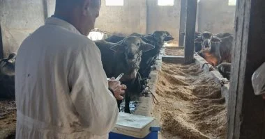 تحصين ٢٠ ألف ماشية من الحمى القلاعية والوادي المتصدع بكفر تحصين ٢٠ ألف ماشية من الحمى القلاعية والوادي المتصدع بكفر الشيخ