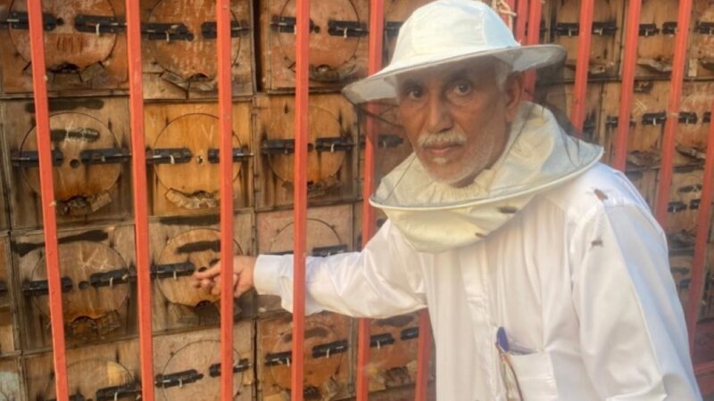 تهامة عسير تترقب عسل السدر: موسم وفير ينعش آمال المزارعين والمستهلكين