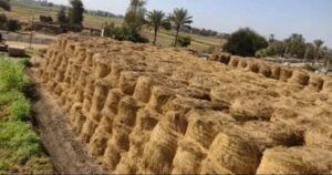 جمع 457 ألف طن قش أرز بالشرقية منذ بدء الحصاد جمع 457 ألف طن قش أرز بالشرقية منذ بدء الحصاد