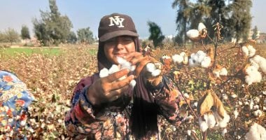 حصاد 29 ألف فدان من القطن الأبيض في الشرقية بنسبة حصاد 29 ألف فدان من القطن الأبيض في الشرقية بنسبة تفتيح 79%