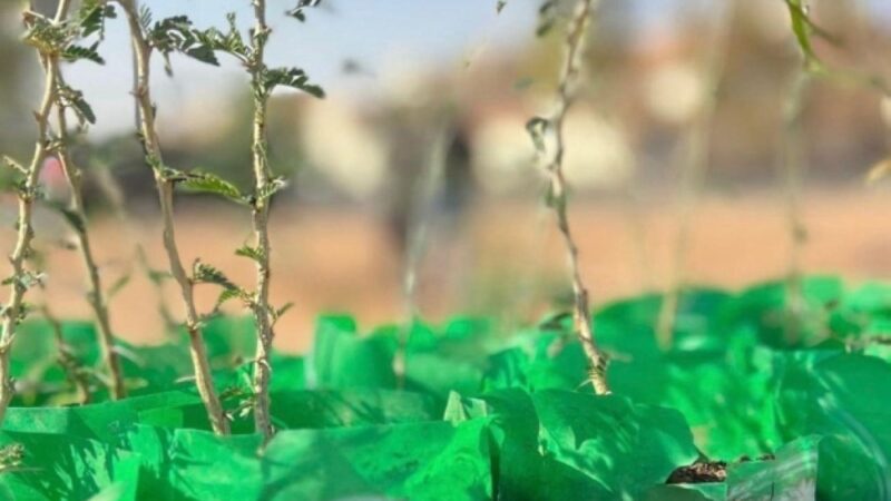 حملة تشجير متميزة بمتنزه رفحاء البري لتعزيز البيئة والجمال الطبيعي