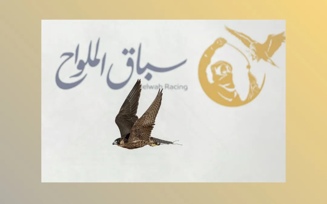 سباق الملواح