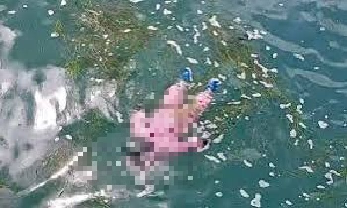 غرق مأساوي في الفيوم.. طفل الشواشنة يغادر الحضانة ليعود جثمانًا الفيوم.. «طفل الشواشنة» ذهب للحضانة على قدميه فعاد جثمانًا طافيا فوق مياه الترعة